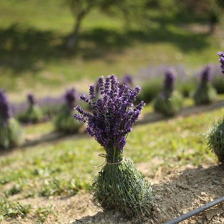Lavender Valley Perekrestnoye Εξωτερικό φωτογραφία