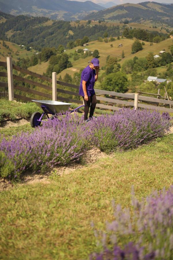 Lavender Valley Perekrestnoye Εξωτερικό φωτογραφία