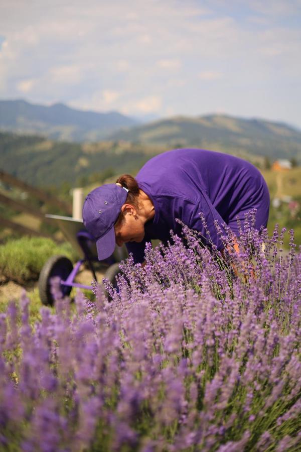 Lavender Valley Perekrestnoye Εξωτερικό φωτογραφία